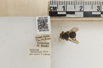 Media type: image;   Entomology 789150 Aspect: Labels